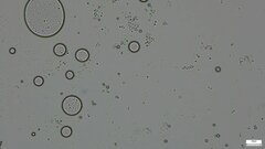Fungi