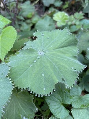 Alchemilla mollis
