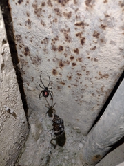 Latrodectus mactans