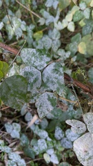 Erysiphe diffusa