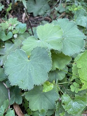 Alchemilla mollis