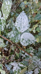 Erysiphe diffusa