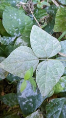 Erysiphe diffusa