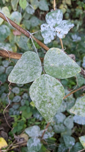 Erysiphe glycines