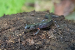 Plethodon shermani