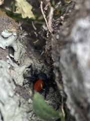 Phidippus
