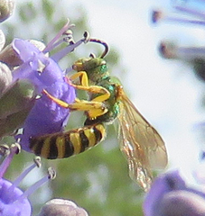 Agapostemon splendens