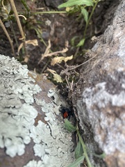 Phidippus