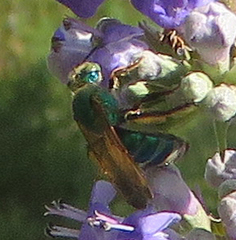 Agapostemon splendens