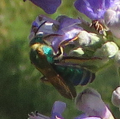 Agapostemon splendens
