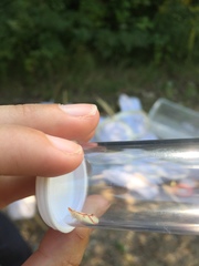 Otiocerus coquebertii