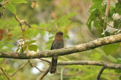 Pterorhinus poecilorhynchus