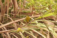 Liocichla steerii