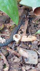 Plethodon ventralis