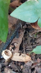 Plethodon ventralis