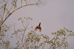 Pericrocotus solaris