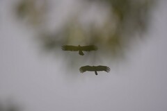 Ictinaetus malaiensis