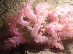 Chironephthya