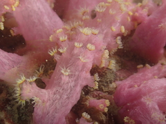 Chironephthya