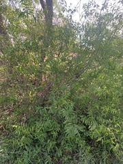 Vallesia glabra