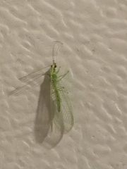 Chrysoperla rufilabris