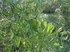 Vallesia glabra