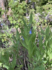 Mertensia