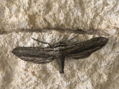 Holochroa dissociarius