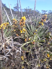 Berberis actinacantha