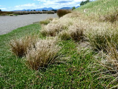Carex litorosa