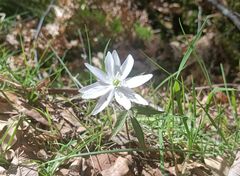 Anemonoides trifolia