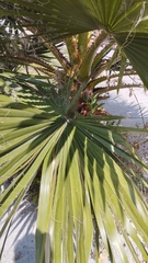 Washingtonia