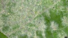 Erysiphe diffusa