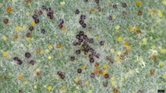 Erysiphe diffusa
