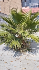 Washingtonia
