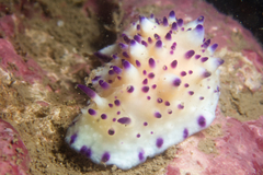 Mexichromis multituberculata