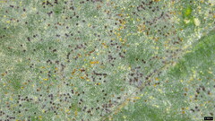 Erysiphe diffusa