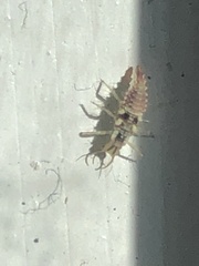 Chrysoperla rufilabris