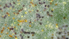 Erysiphe diffusa