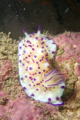 Mexichromis multituberculata