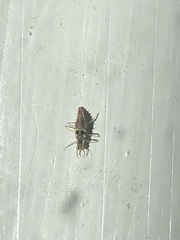 Chrysoperla rufilabris