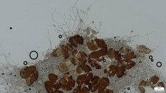 Erysiphe diffusa