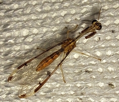 Dicromantispa interrupta