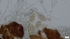 Erysiphe diffusa
