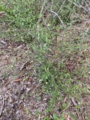 Dicliptera sexangularis