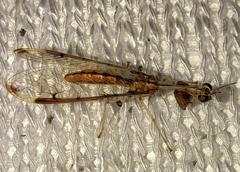 Dicromantispa interrupta