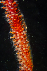 Bryaninops