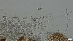 Erysiphe diffusa