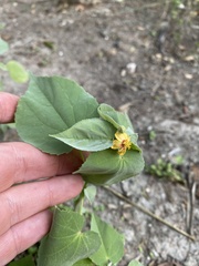 Abutilon trisulcatum
