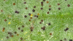 Erysiphe diffusa